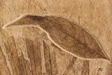 Outstanding, Fossil Palm and Fish Mural - Green River Formation #306521-8